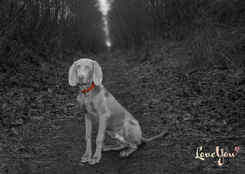 This is our Weimaraner, vale aged about 8 months old - Taken in Brampton, Cumbria
