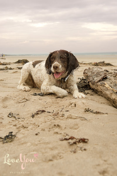 Molly very tired from playing!  On the sand at Bamburgh, taken by Love You Photography - Pet Photography service