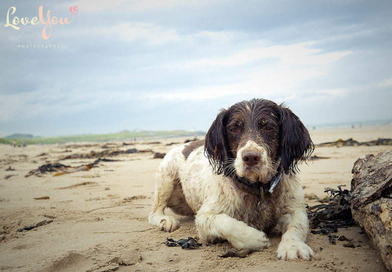 Molly the Springer Spaniel taken on Bamburgh Beach, Northumberland by Love You Photography - Pet Photography