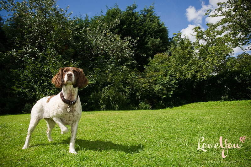 Molly - Springer Spaniel, taken by Love You Photography