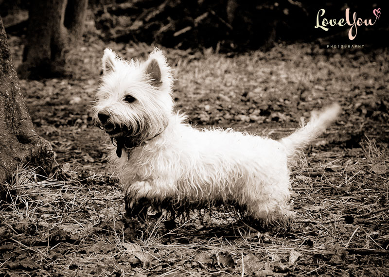 This is Boo, a great little westie, taken in Kingmoor Nature Reserve, Carlisle by Love You Photography