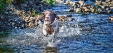 Molly running in the river